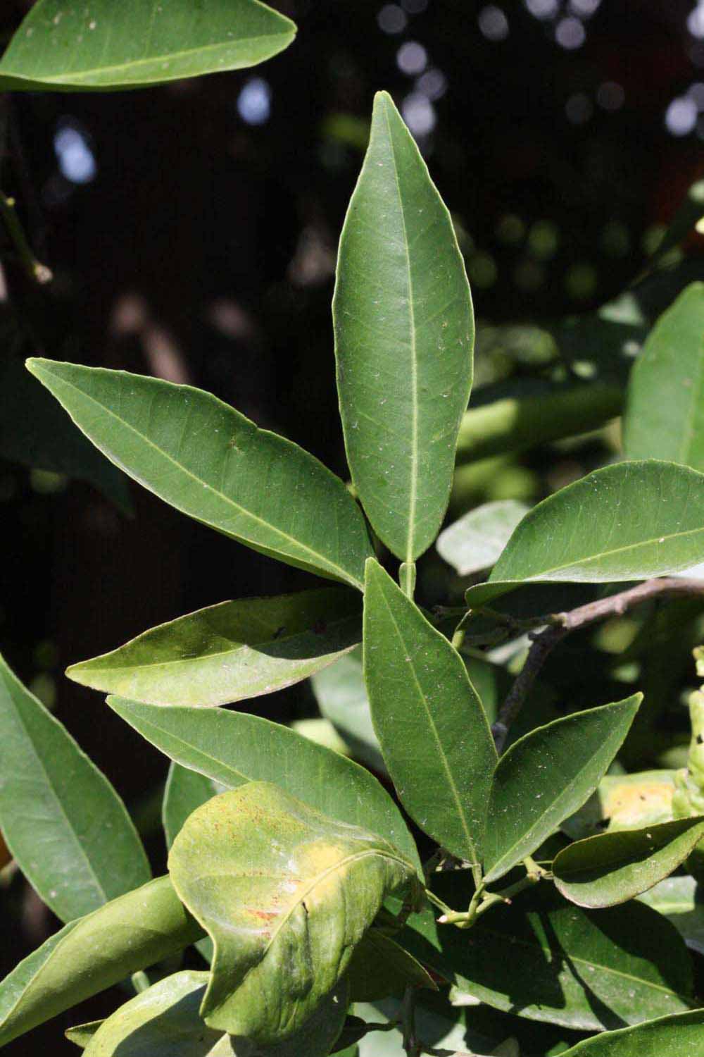              Sun leaves (Riverside, CA)       